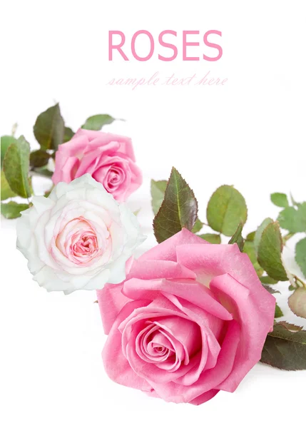Ramo de flores de rosa aislado sobre fondo blanco — Foto de Stock
