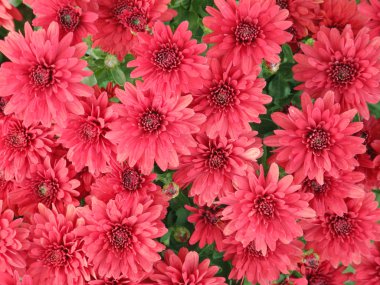 Aster çiçek arka plan