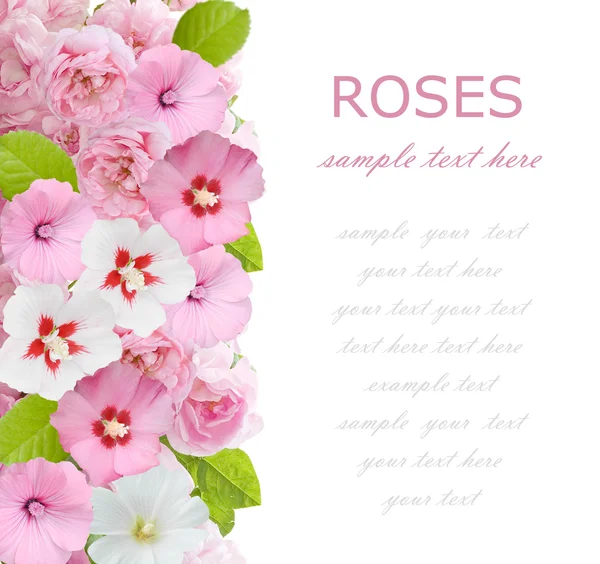 Bells and roses background isolated on white — Stock Photo, Image