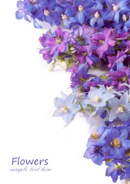 Bluebells arka plan üzerinde beyaz örnek metin ile izole