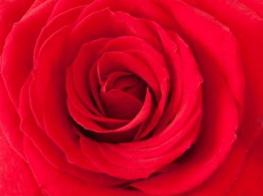 Kırmızı gül makrosu