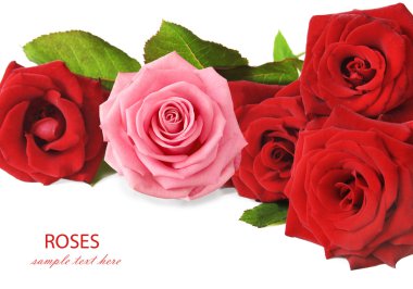 Gül çiçek demet izole üzerinde beyaz arka plan