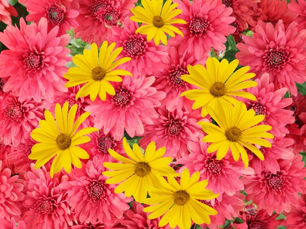 Aster Blumen Hintergrund — Stockfoto