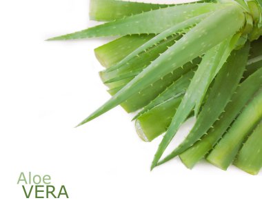 Aloe Vera beyaz arkaplanda izole bir şekilde bırakır