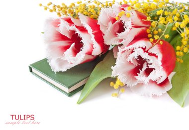 Lale, Mimoza ve Nergis çiçekleri beyaz örnek metin ile izole grup