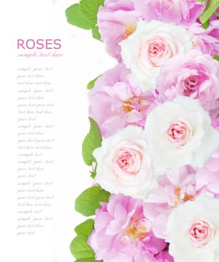 Çiçekler arka plan üzerinde beyaz örnek metin ile izole