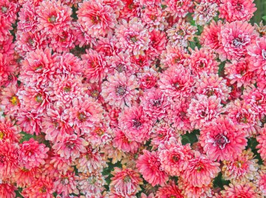 Aster çiçek arka plan