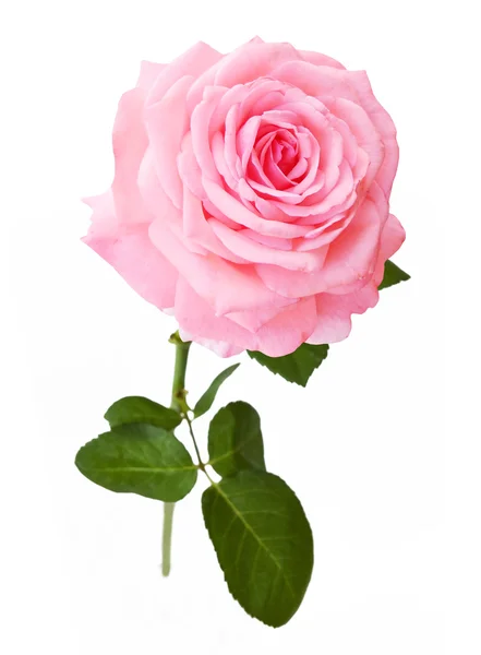 Pink Rose geïsoleerd op witte achtergrond — Stockfoto