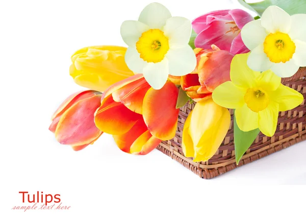 Tulips, mimosa and narcissus flowers bunch isolated on white with sample text — Stock Photo, Image