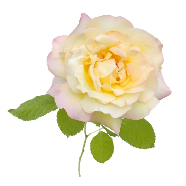 Yellow rose closeup isolated on white background — Stock Photo, Image