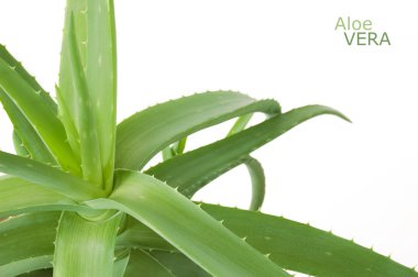 Aloe Vera beyaz arkaplanda izole bir şekilde bırakır