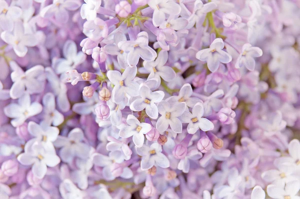 Lila bloemen bos — Stockfoto