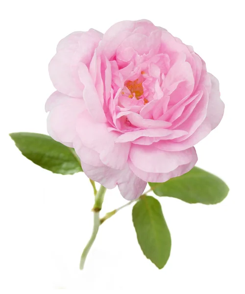 Rosa Rose isolerad på vit bakgrund — Stockfoto