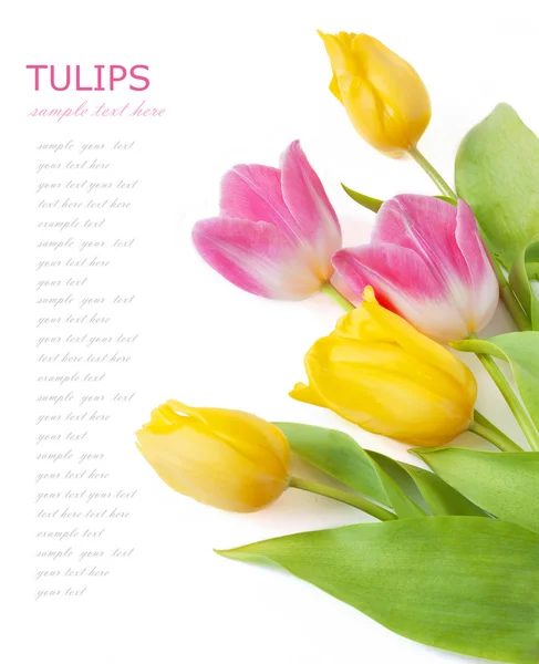 Tulips, mimosa and narcissus flowers bunch isolated on white with sample text — Stock Photo, Image