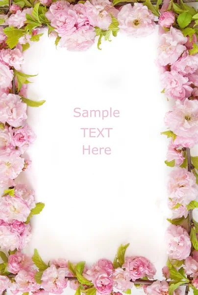 Fondo de flores aislado en blanco con texto de muestra — Foto de Stock