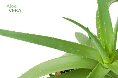 Aloe Vera beyaz arkaplanda izole bir şekilde bırakır