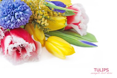 Lale, Mimoza ve Nergis çiçekleri beyaz örnek metin ile izole grup