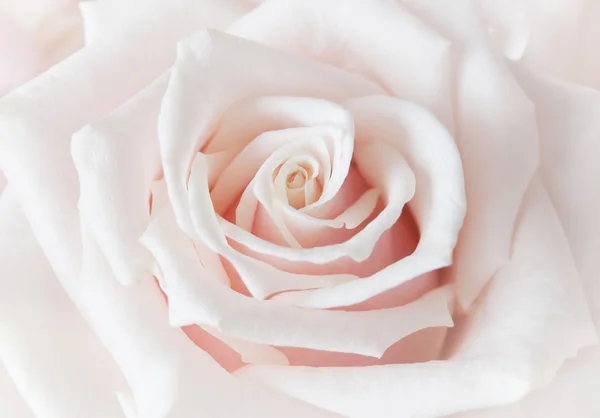 Hermosa rosa macro —  Fotos de Stock
