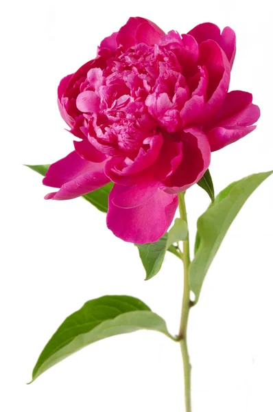 Peony flowers isolated on white background — Stock Photo, Image