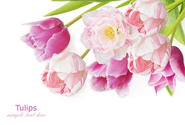 Tulips, mimosa and narcissus flowers bunch isolated on white with sample text — Stock Photo, Image