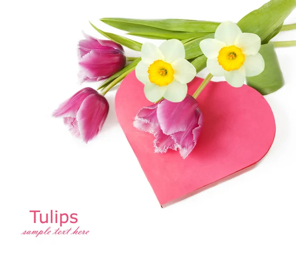 Tulipány a Narcis banda s krabičce jako srdce izolovaných na bílém pozadí. Den svatého Valentýna koncept — Stock fotografie