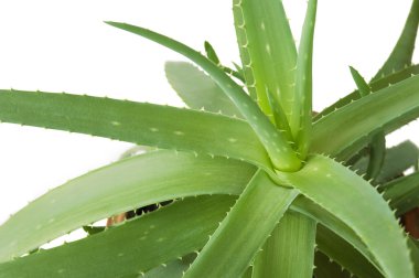 Aloe Vera beyaz arkaplanda izole bir şekilde bırakır