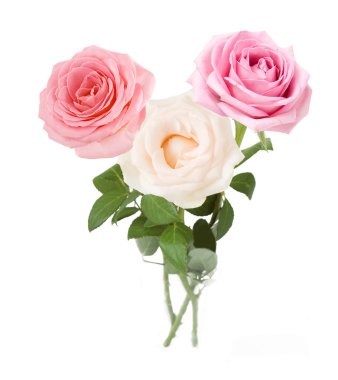 Beyaz arkaplanda izole gül çiçekleri