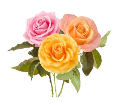 Beyaz arkaplanda izole gül çiçekleri