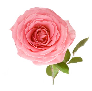 Beyaz arkaplanda izole edilmiş güzel bir gül