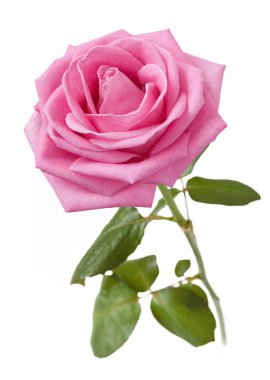 Beyaz arkaplanda izole edilmiş güzel bir gül