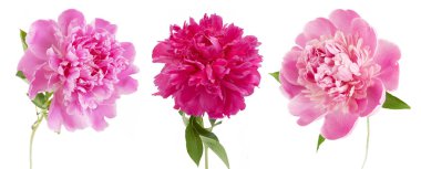 Şakayık grup Vazoda beyaz arka plan üzerinde izole