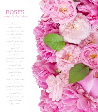 Arka plan peonies ve üzerinde beyaz izole gül ile