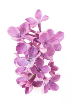 Eflatun çiçekler grup beyaz arka plan üzerinde izole