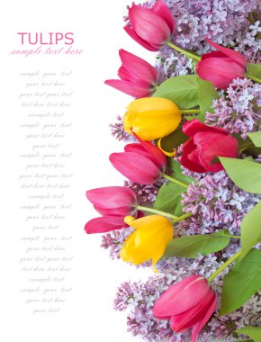 beyaz arkaplanda izole bahar çiçekleri, tebrik kartı için şablon metin için boşluk ile