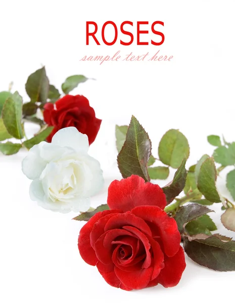 Rose Rosse Bianche Sfondo Bianco Modello Biglietto Auguri Con Spazio — Foto Stock