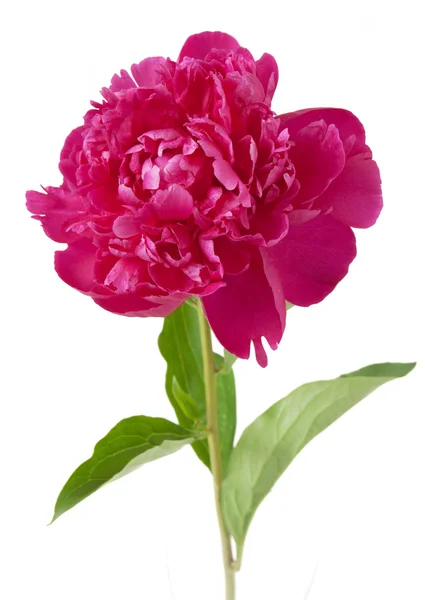 Peony with leaves isolated on white background — Stock Photo, Image