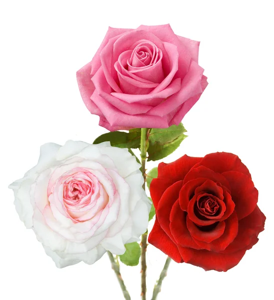 Rosa flores aisladas sobre fondo blanco —  Fotos de Stock