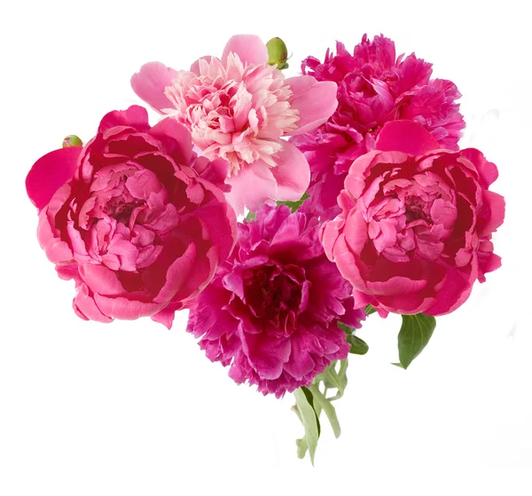 Peony bunch in vase isolated on white background — Stock Photo, Image