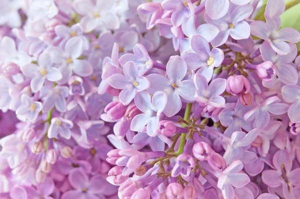 Lilac bunch macro — Stock Photo, Image