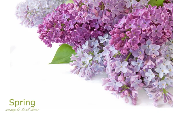 Lilac flowers bunch isolated on white background — Stock Photo, Image