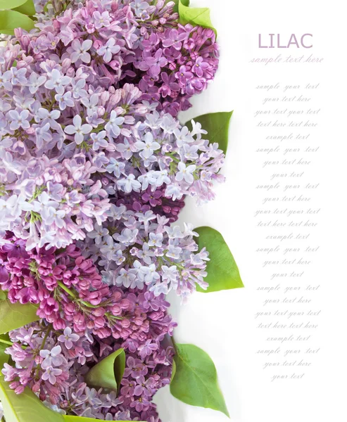 Lilac flowers bunch isolated on white background — Stock Photo, Image