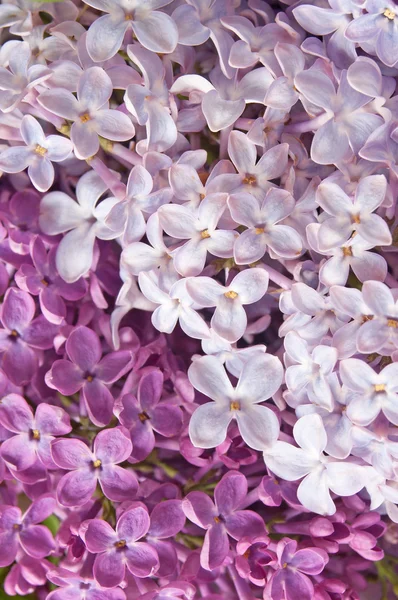 Lilac bunch macro — Stock Photo, Image