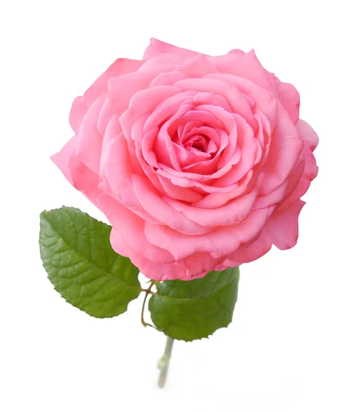Beautiful rose isolated on white background — Stock Photo, Image