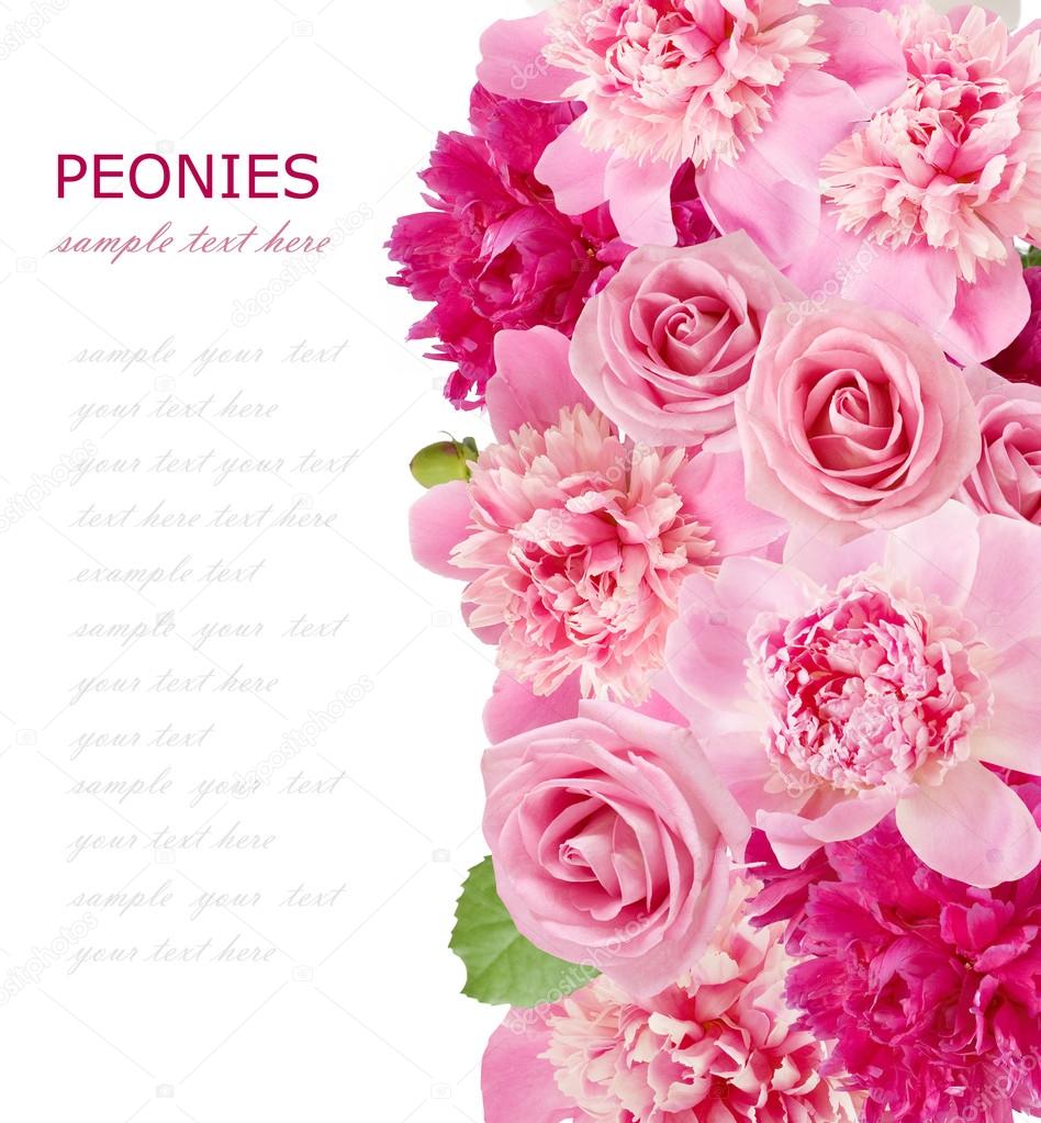 Background with peonies and roses isolated on white