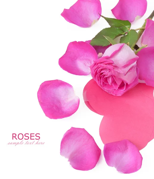 Rosa Rose Und Blütenblätter Auf Weißem Hintergrund Vorlage Für Grußkarte — Stockfoto