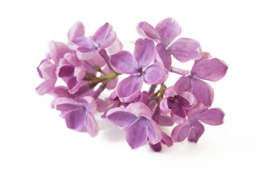 Eflatun çiçekler grup beyaz arka plan üzerinde izole