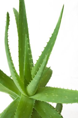 Aloe Vera beyaz arkaplanda izole bir şekilde bırakır