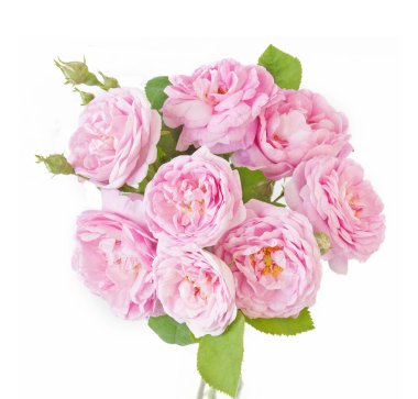 Beyaz arkaplanda izole gül çiçekleri