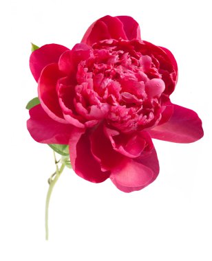 Şakayık beyaz arka plan üzerinde izole yaprakları ile