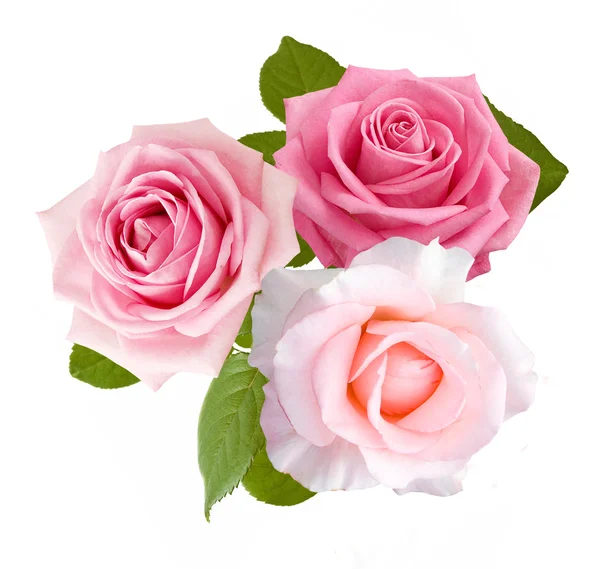 Розовые цветы на белом фоне — стоковое фото